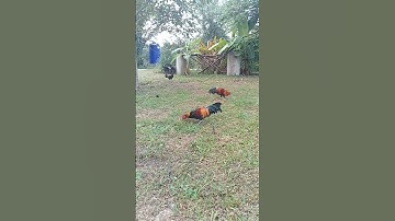 #ไก่ลูกผสม #ไก่ต่อ #ไก่ป่า #ไก่สวยงาม #qaib #qaibdib #qaibqus #redjunglefowl #chicken