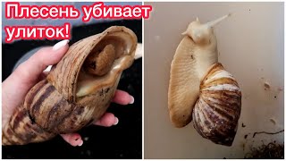 видео: СКОЛЬКО РАЗ НУЖНО УБИРАТЬ У УЛИТОК? ПЛЕСЕНЬ ГЛАВНЫЙ ВРАГ УЛИТОК! картинка: СКОЛЬКО РАЗ НУЖНО УБИРАТЬ У УЛИТОК? ПЛЕСЕНЬ ГЛАВНЫЙ ВРАГ УЛИТОК!