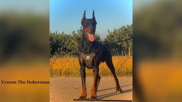 Venom The European Doberman