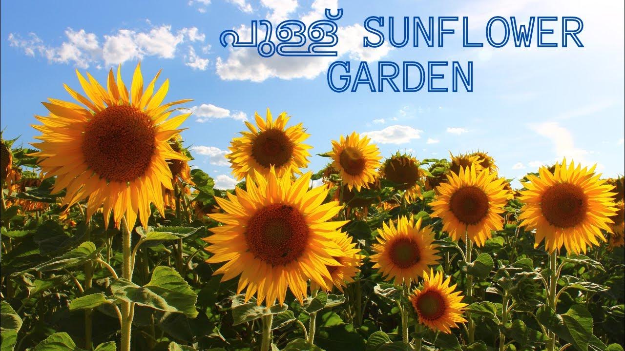 Sunflower garden in Pullu,Thrissur Sunflower garden in Kerala YouTube