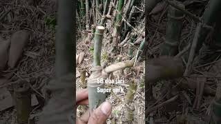 Songgo Buwono 2 Jari Langka