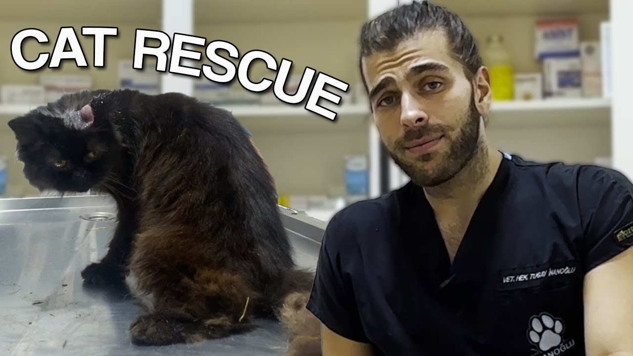 БРОШЕННЫЕ КОШКИ! (Два кота спасены из леса!)