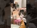 High five with my paw! 🐾 #cat #funnycats #catlovers #pets