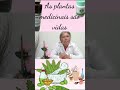 Ervas que curam, vida que Floresce. #saude #plantas #natural