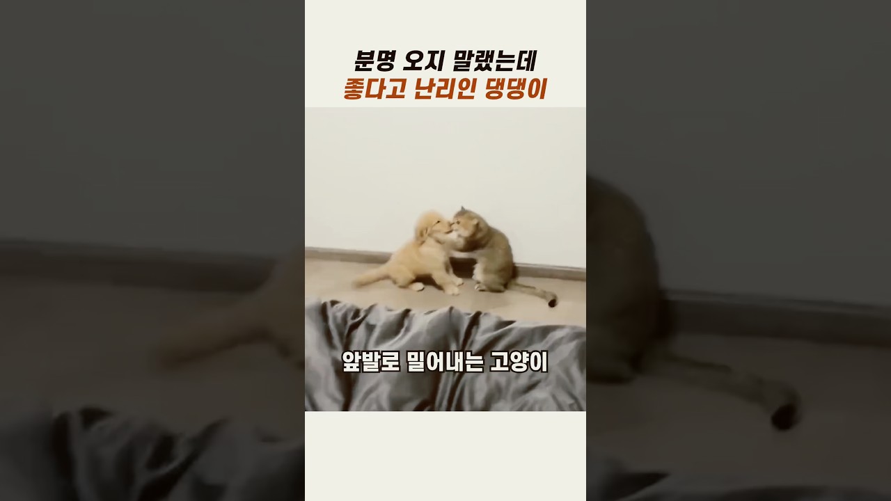 분명 오지 말랬는데 좋아서 난리인 댕댕이 #반려묘 #귀여운강아지 #댕댕이