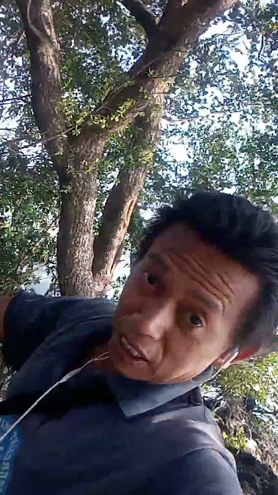kayu setigi