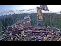 A fish for each of the kids! Estonian Ospreys. 15 August 2021