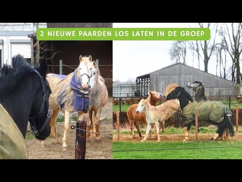 Nieuwe (jonge) paarden introduceren ! Illustro verdedigde oude Snuit 😱