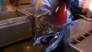 Spawning process at the Mokelumne River Hatchery ~ Chinook Salmon