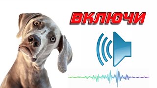 ❤️Щенок скулит Собака ищет Звуки для вашего питомца | Puppy whines Dog looks for sounds for your pet