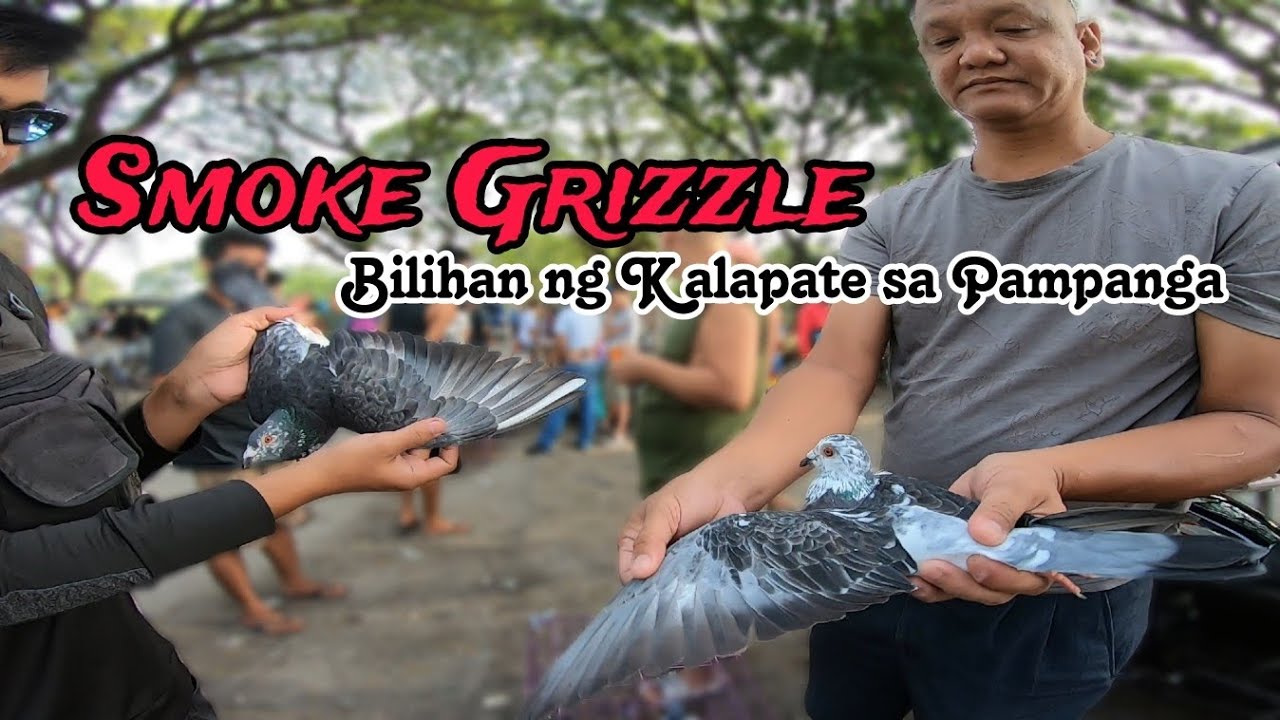Shadow Grizzle na Kalapate sa JMB Pampang Angeles City - Mga Ibon at Kalapate