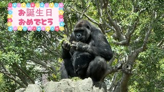 gorilla 11歳の誕生日おめでとう【上野動物園】ゴリラ💓Happy 11th Birthday!