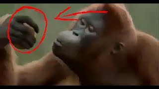 Mensagem Subliminar Em Comercial Veja Com Atenção Na Mão Do Macaco