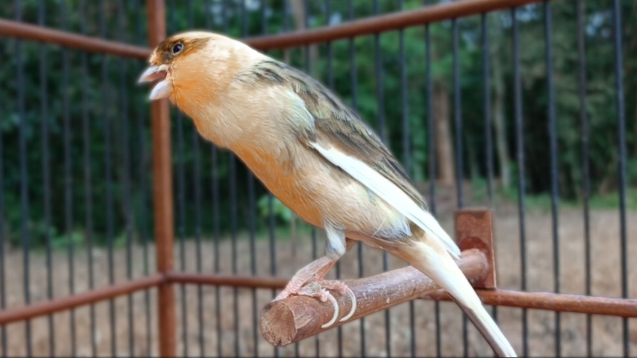 Canário Belga muito para Treinar Canários Jovens e Silenciosos a Cantar Diretamente | Super Canário