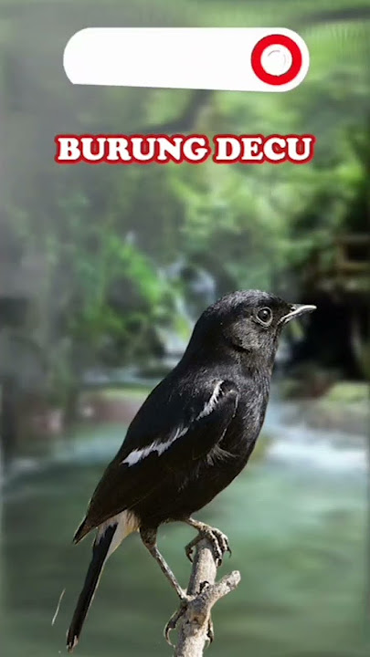 SUARA BURUNG DECU