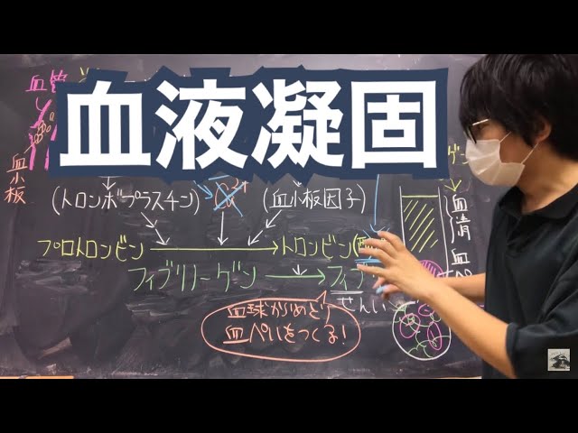 血液凝固反応とその阻止 高校生物基礎 - YouTube