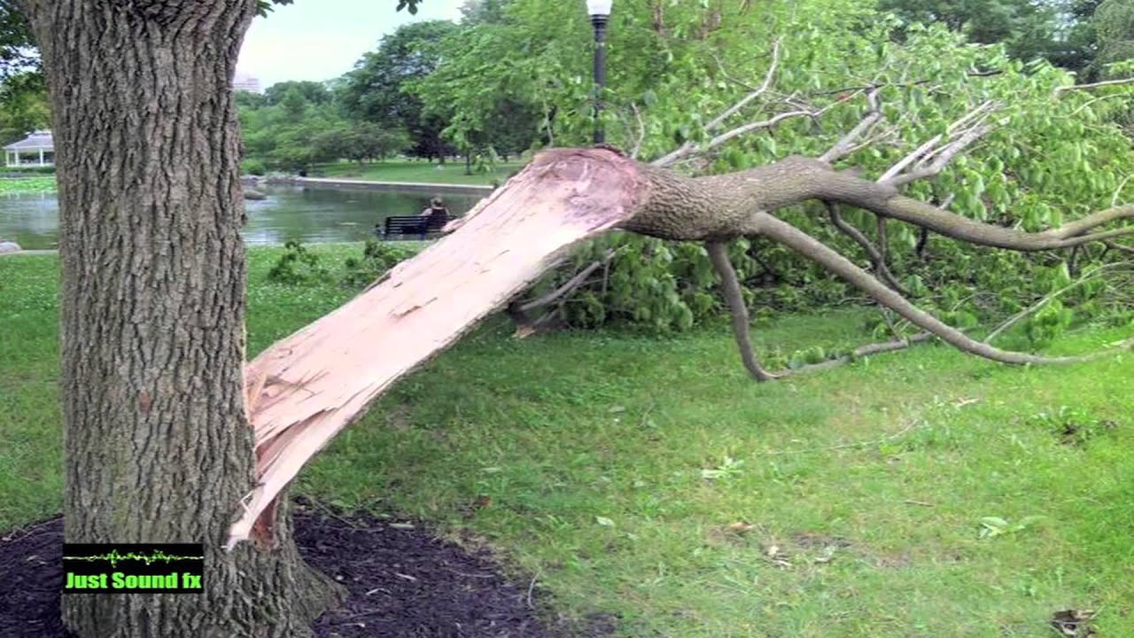 Falling Tree Sound YouTube falling-tree-sound-youtube
