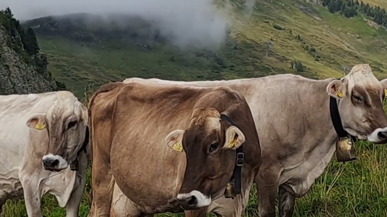 Uga Alpe - a göhrige Vorarlberger Almwirtschaft