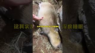 水豚其实是睡眠质量太好了 #水豚 #卡皮巴拉 #水豚精神状态我狠狠羡慕 #水豚的精神状态 #野生动物零距离