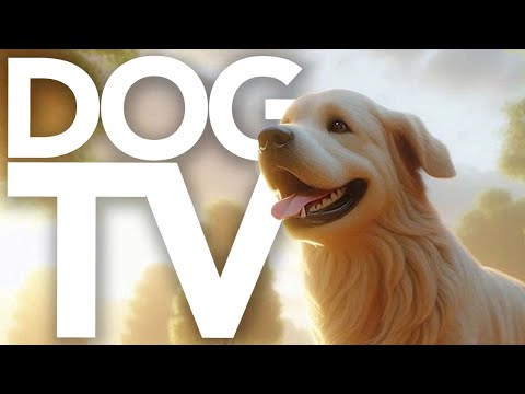 DOG TV - The ULTIMATE Video for Dogs to Watch! Outdoor Walking and More!