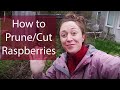 How to prune raspberry canes in the spring / what to cut vs. what to let grow