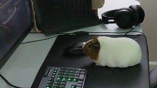 Tiny Steals My Computer! She Plays Games Without Asking!!!