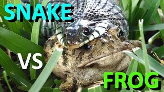Snake Swallows a Frog Whole