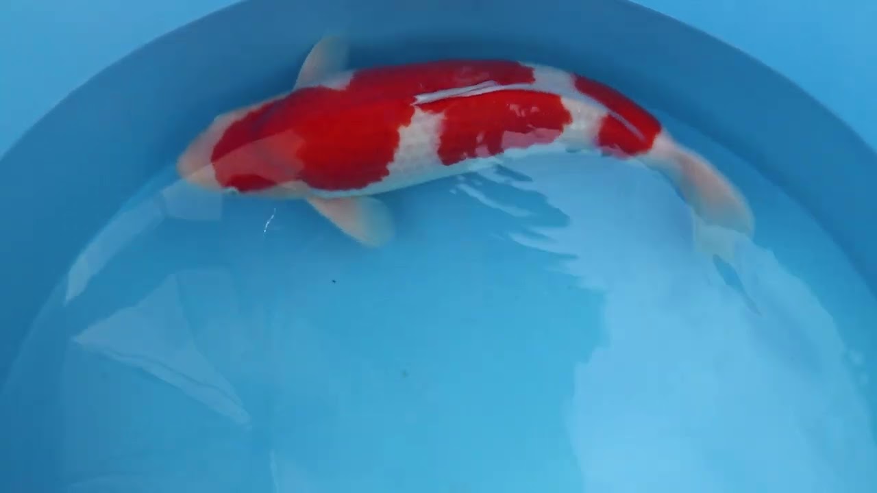 Sakai Company Kohaku - Sak/Koh/A21/01