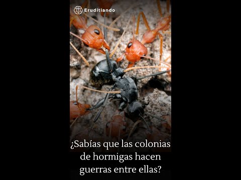 ¿Sabías que las