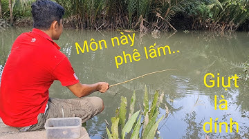 Câu cá bằng cần trúc. 1 Vé quay về tuổi thơ | Săn bắt SÓC TRĂNG |