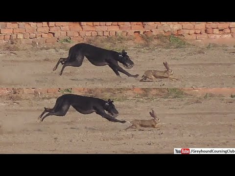 24 December greyhound coursing dogs trials in chak 82