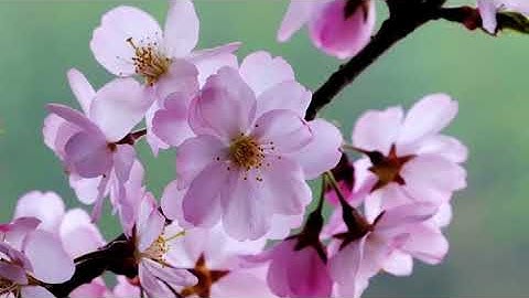 Surah Al Anfal I POWERFUL I Omar Hisham Al Arabi I  عمر هشام العربي   اوائل سورة الأنفال