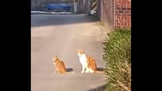 A happy spring outing for mother cat and kitten..엄마 고양이와 아기고양이이의 행복한 봄나들이 하기...猫妈妈和小猫过着快乐的春游..Jeonju by Kingdom of Pet  야옹아 멍멍해봐 66 views 1 month ago 8 minutes, 8 seconds