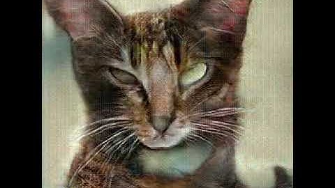 hypergan 0.10 preview - cats