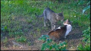 Cat Fight by Next Cat 1,166 views 2 years ago 3 minutes, 44 seconds