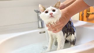 Shampooing a muddy kitten