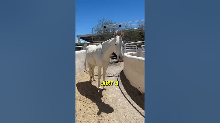 Le cheval le plus intelligent de tous les temps ? 🧠🐴 (@adrianamariaalonso sur Instagram) #shorts