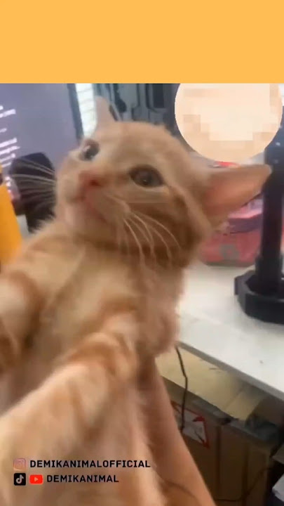 Ini dia Top 5 Dubbing Hewan Terlucu! 🤣Nomor 5 fix paling kocak 😂 #dubbinghewan #lucu #ngakak