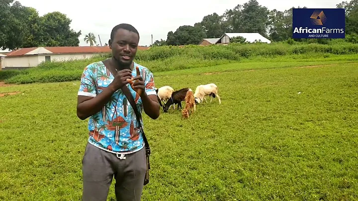 How Rainy season kills your livestock (sheep,Goat or cow)