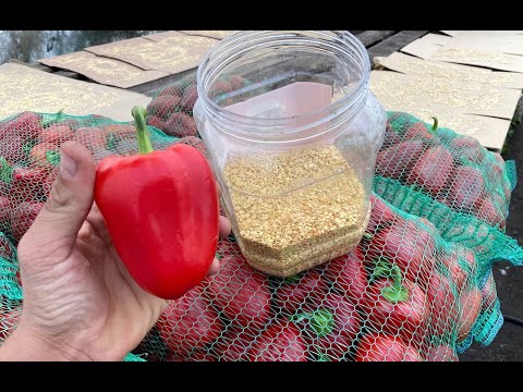 Сколько можно и в каких условиях хранить семена перца (и не только)