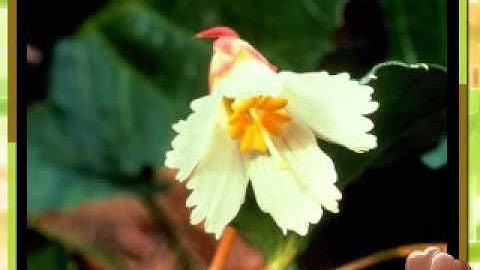 سورة الزخرف للشيخ الشاب محمد الأسلمي