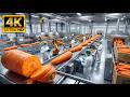 From Farm to Table Fresh Carrots Harvesting Processing Packaging Complete Food Journey