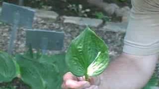Reverting Hostas Hostasdirect, Inc.