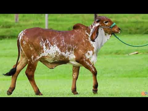 LOTE 23   MAGNIFICA FIV DE TENORIO   OMIA 436