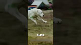 КОВАРНЫЙ волк украл телёнка 😱🔥🐺