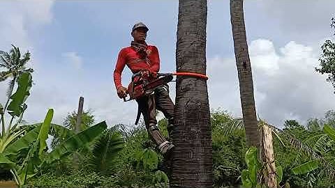 anh thợ cưa cây thốt nốt hơn tám mươi năm tuổi ở cốc an cư