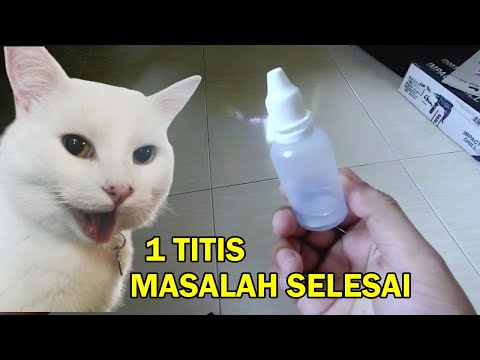 Video: Keberkesanan Imidacloprid 10% / Moxidectin 1% Form-on Formulation (Advocate®) Dalam Pencegahan Dan Rawatan Kucing Aelurostrongylosis