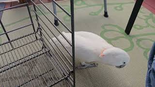 What Will A Cockatoo Do In The Great Outdoors??