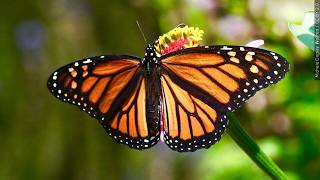Monarch butterflies begin 2,000-mile migration south