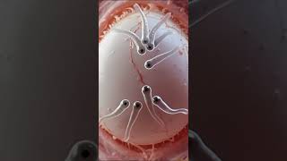 ¿Por qué algunos óvulos no son fertilizados? | La ovulación explicada en 3D